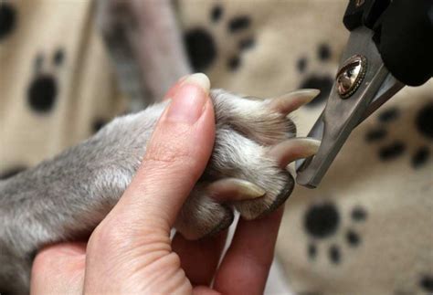 The Talisman Coat Nail Trimmer: The Solution to Your Pet's Nail Trimming Woes
